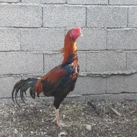 جوجه لاری اصیل