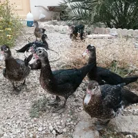 پرنده سیکا