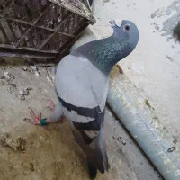 دوبر