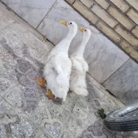 اردک