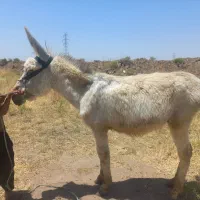 خر‌گلگی