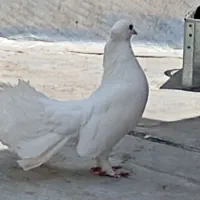 کفتر|پرنده|شهریار, شهرک مصطفی خمینی|دیوار