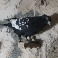 کبوترسینه