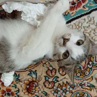 واگذاری بچه گربه