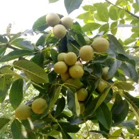 اجاره باغ گردو