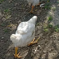 جوجه گوشتی
