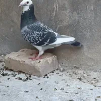 ابلغ ماده