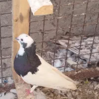 کبوتر طوقی نر 5عدد