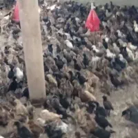 فروش جوجه ۳۵ روزه گلپایگان