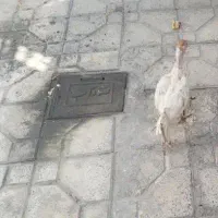 جوجه لاری