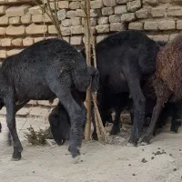 بره نرو ماده افشاری