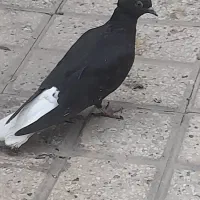 کفتر یا کبوتر دم سفید