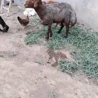 قوچ|حیوانات مزرعه|نیشابور, مازول|دیوار