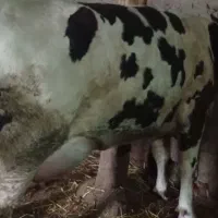 گاو