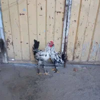 مرغ خروس گلین