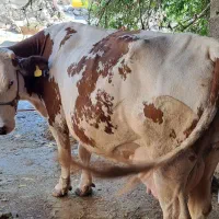 گاو شیری اصل سیمینتال