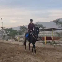 سوارکاری زاگرس