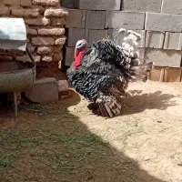 بوقلمون نر برنزه