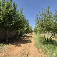باغ سپیدان هماشهر رودبال