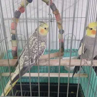 عروس هلندی نر و ماده