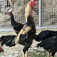 جوجه لاری اصل