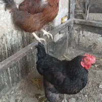 مرغ تخم گزار