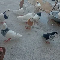 کبوترسینه زرد وشیرازی طوقی پلاکی