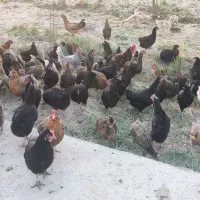 مرغ عربی تخمگذار