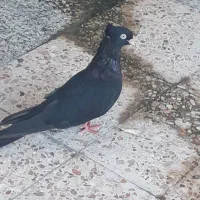 سلام چندعدد کبوترسیاه ابادانی