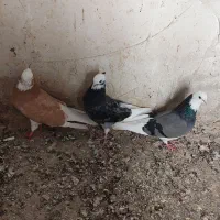 کبوترسازده نقاشی