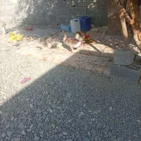 غاز