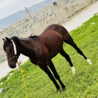اسب