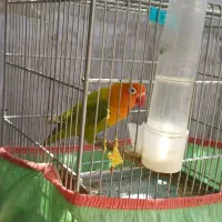 فروش سهره قناری کوتوله