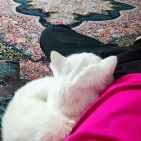 واگذاری|گربه|لار, |دیوار