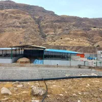 پرواربندی-گوساله-و-گاوشیری