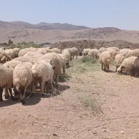 بره