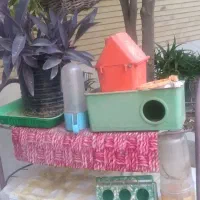 وسایل زندگی انواع پرندگان خانگی