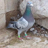 کبوتر مسافتی شناسنامه دار