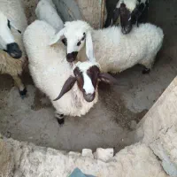 سلام دوتا بره