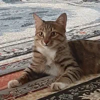 بچه گربه‌
