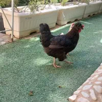 مرغ رسمی تخمگذار