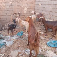 چند عدد بز
