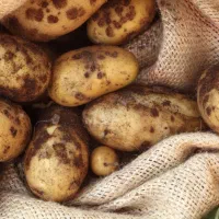 کود دهی سیب زمینی و کنترل بیماری چیچک