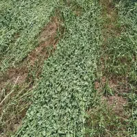 یونجه|خوردنی و آشامیدنی|نقده, |دیوار