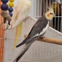 جفت عروس هلندی نر سیامون و ماده لوتینو
