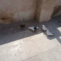 کبوتر