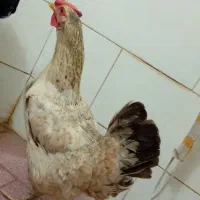 مرغ عربی