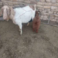 بز بزغاله دقلو