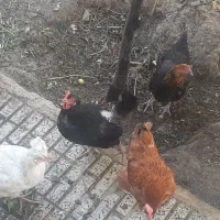 ۷عدد مرغ خودمونی تخم گزار جوان درجه یک۱۰تومان