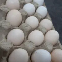 تخم مرغ و مرغ محلی